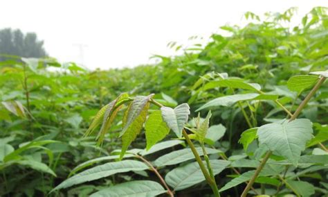 香椿树的种植|香椿树种植最佳时间